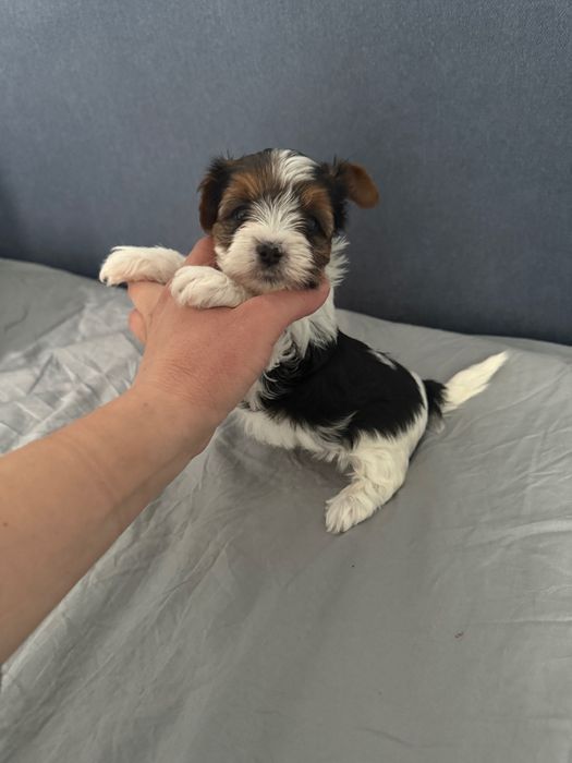 Бивер йоркширски териер