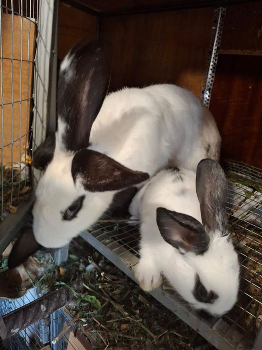Продавам зайци пеперуда и новозеландски