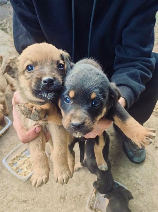 Отдам щенков в добрые руки