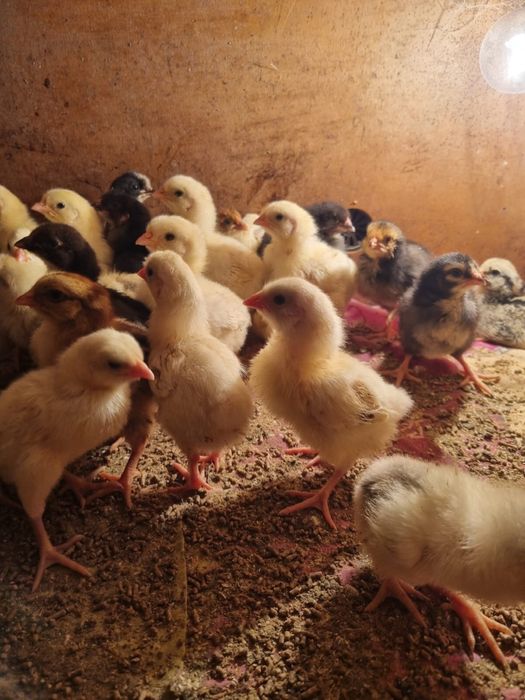 Продам цеплят, которым 5 дней.