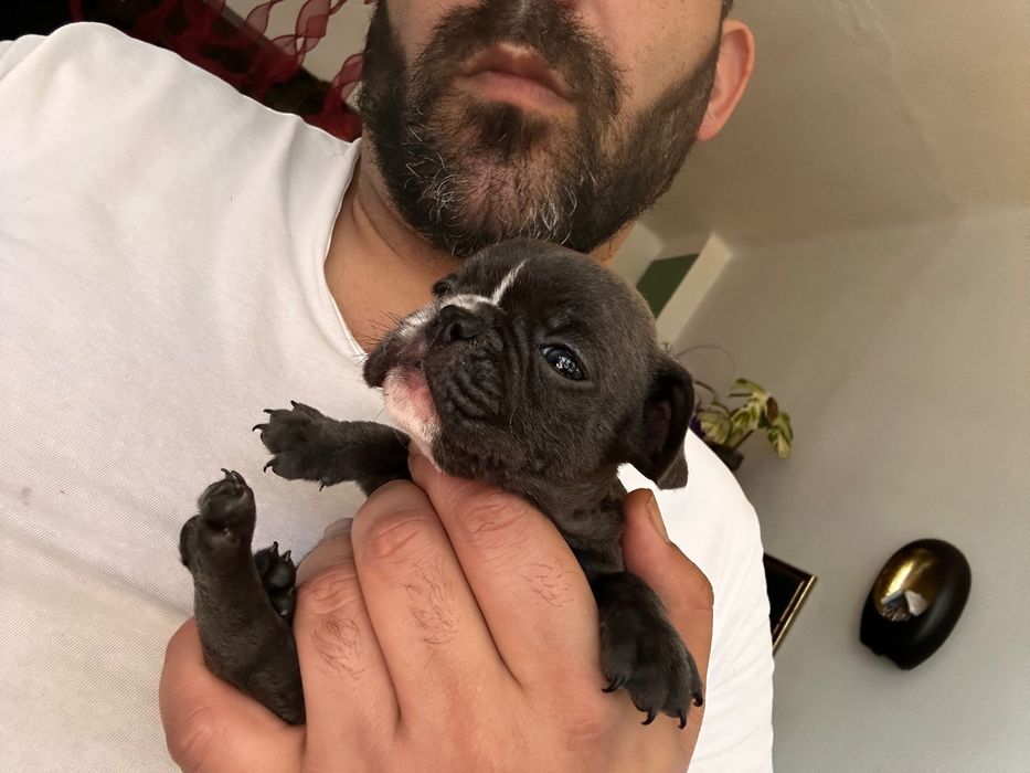 Френски булдог бебета