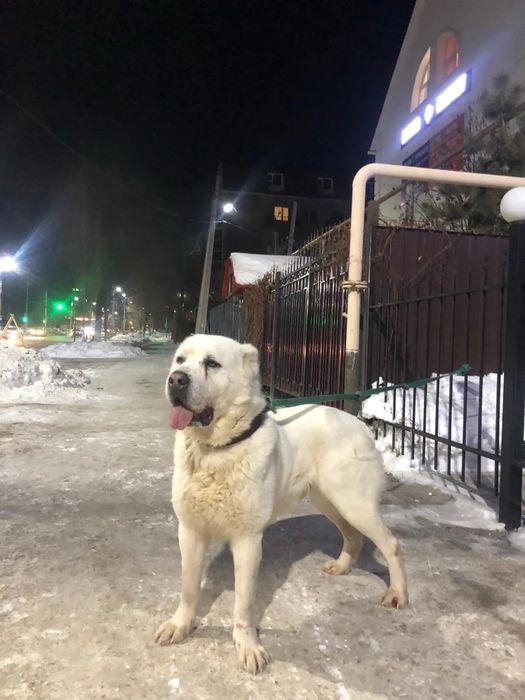 Щенок сучка алабая шикарных кровей