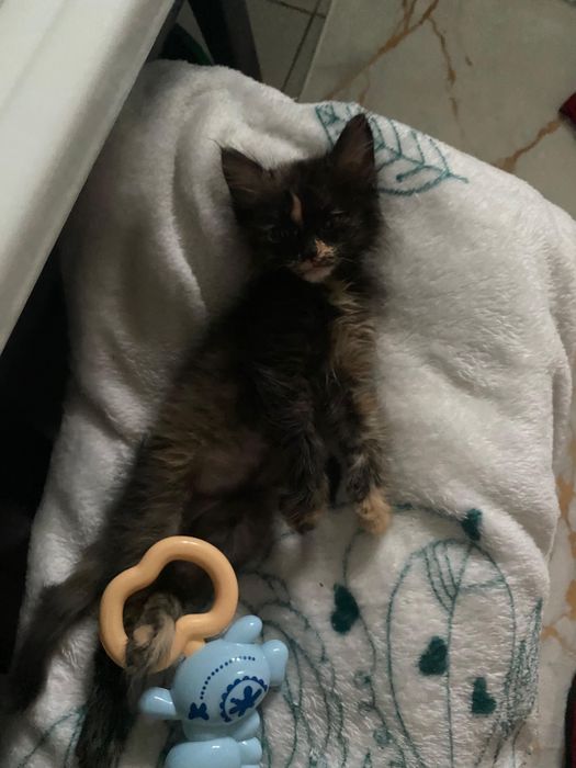 отдам котенка в добрые руки