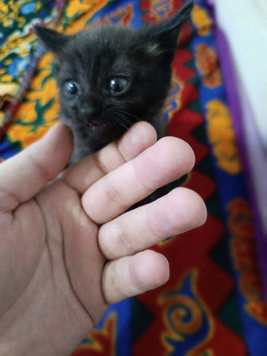 Отдам сереньких котят