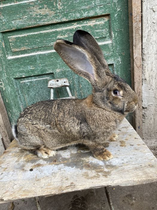 Pereche Uriaș German