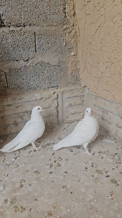 Голуби такла бьязы