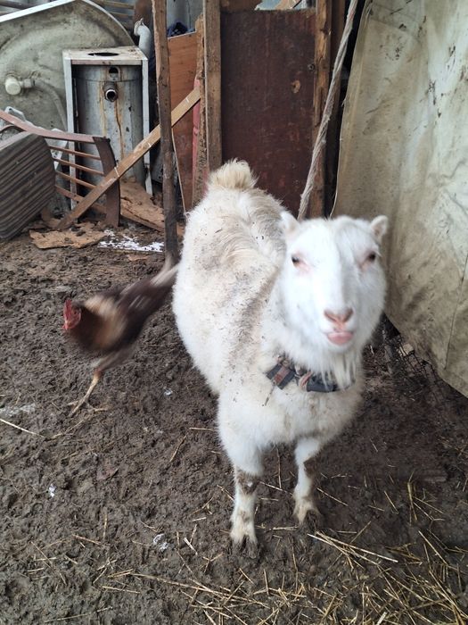 Продаются коза с козлом