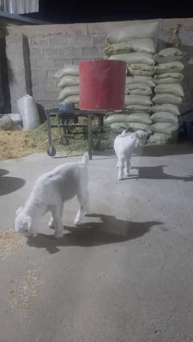 Эчки эгиз она бола