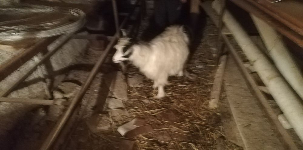 Ешкі сатылады сүтты