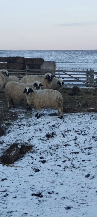 Oi breze de vânzare