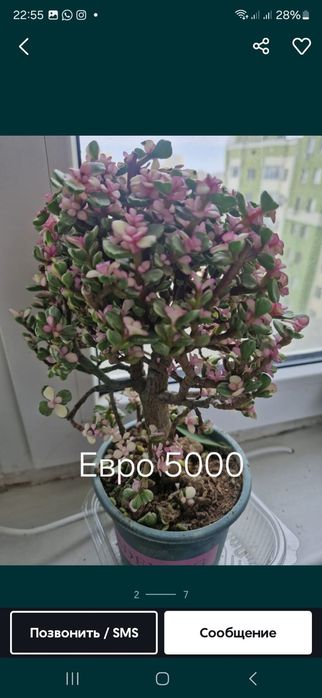 Ұй нұлдері арзан