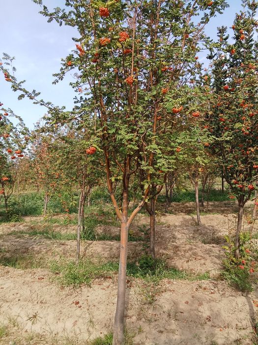 Рябина красная сформированая