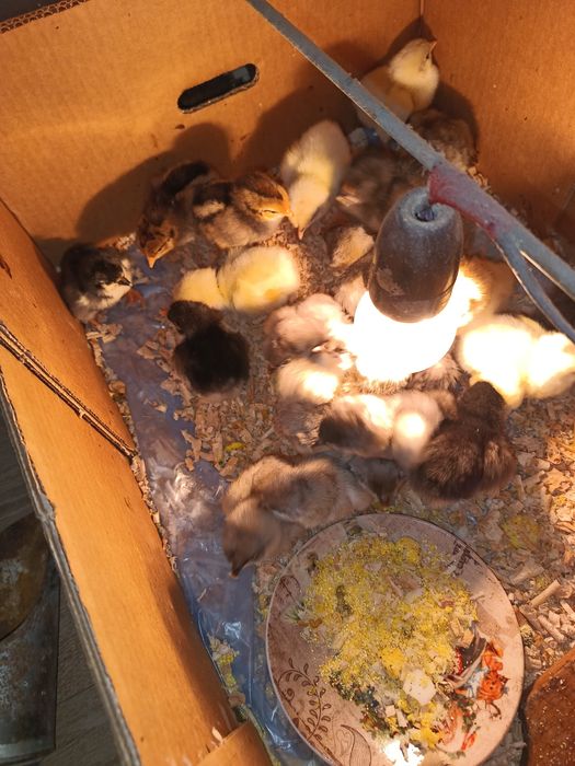 Austrolop și araucana