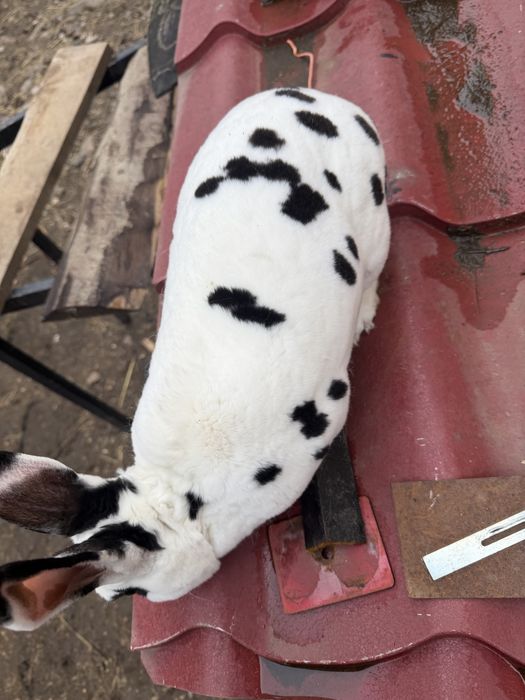 Iepuroi rex dalmațian -rasa pură