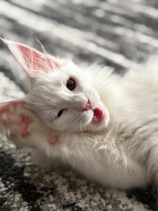 Продам котенка Мейнкуна