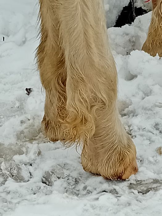 Vand mânz gipsy vanar 4 luni