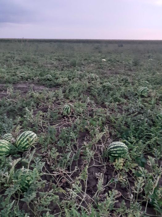 Pepeni de vanzare ,Sageata