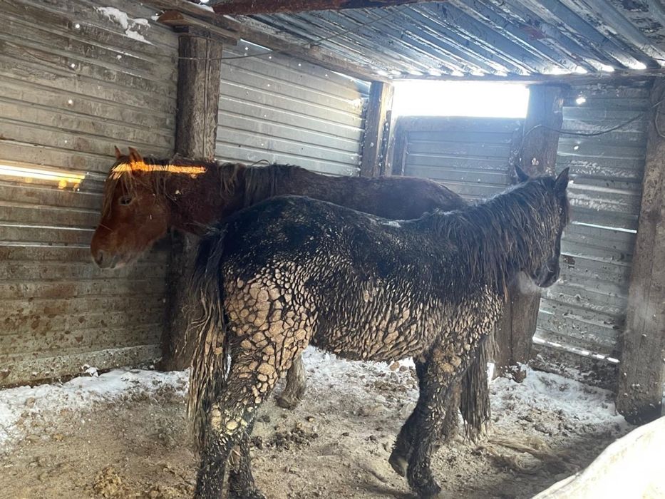 Лошади, жылқы, тай сатылады