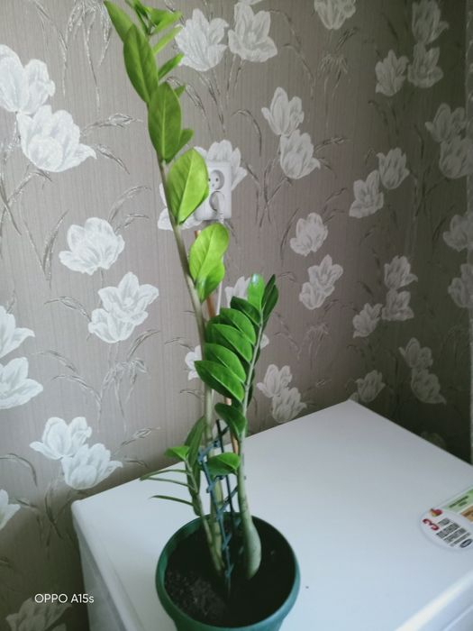 Продам замиокулькас