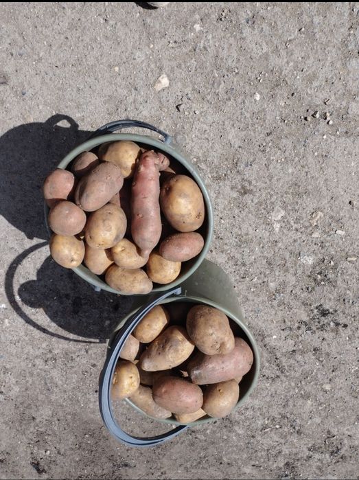 Картофель, ведро