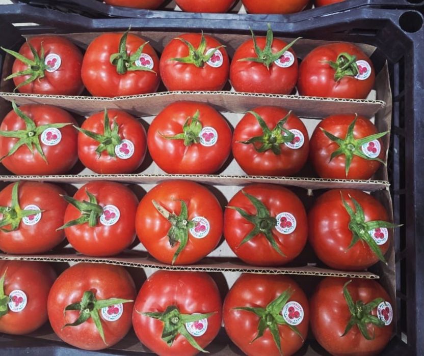 Помидоры из туркменистана
