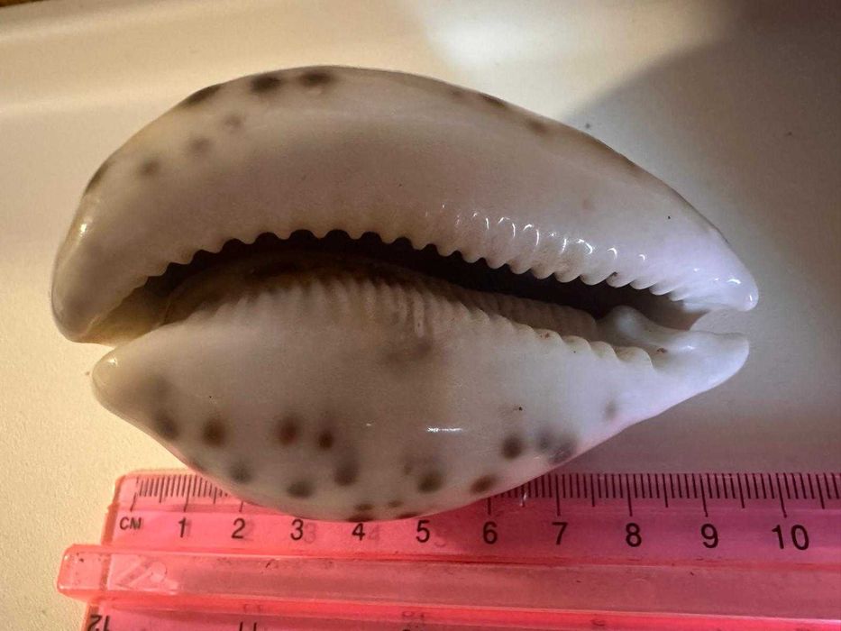 Морска раковина Тигрова Ципрея