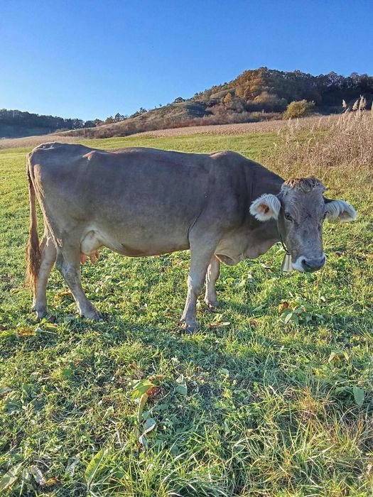 Vand vaca genstata in 2 luni