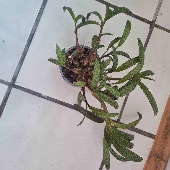 Ledebouria Socialis - Сребърно перо