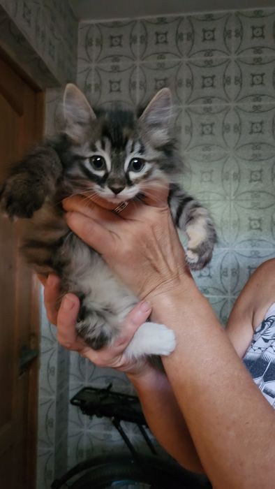 Отдам в хорошие руки котят