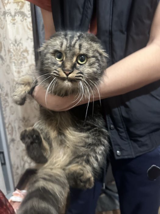 Haylend fold  sotiladi