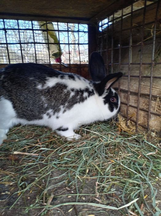 Vând Iepurii mai mici și mai mari