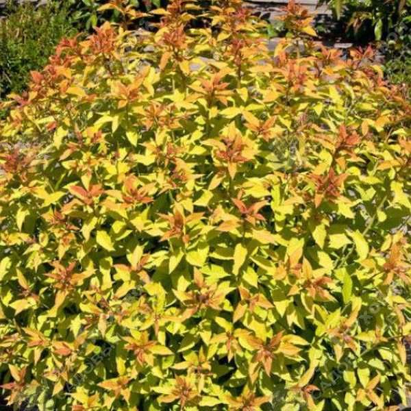 продам саженцы пузыреплодник, спирея, ежевика.