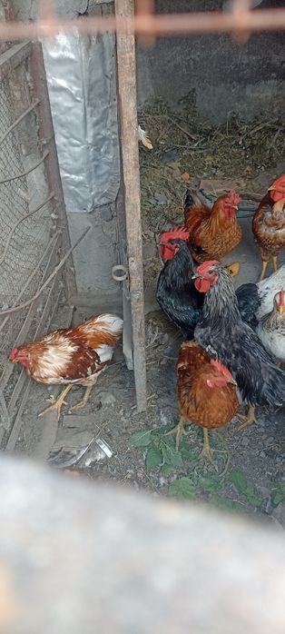 Продам Петухов..