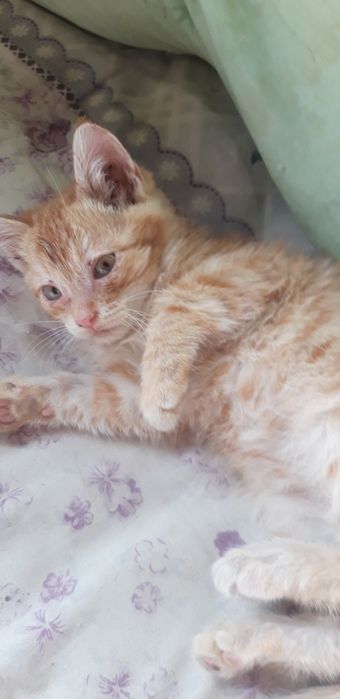 Отдадим котят 3 ед.
