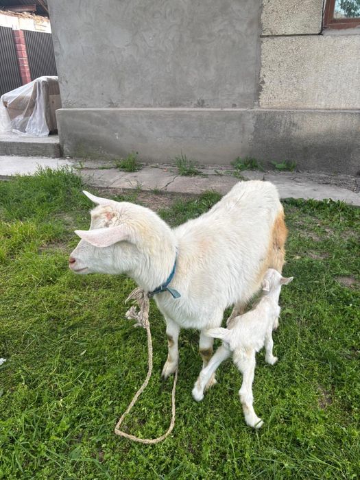 Ешкі сүтті+лағымен