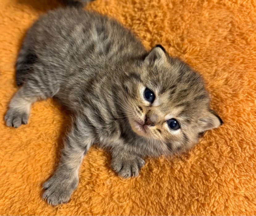Шотландские котята