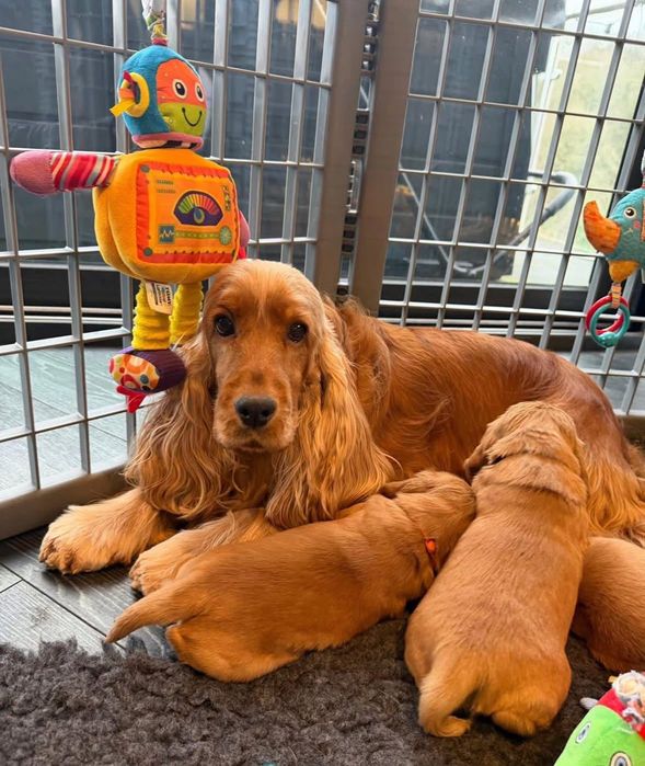 Кокер шпаньол момченце  карамел родословен баща