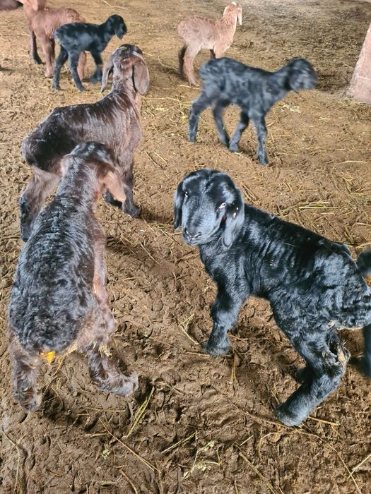 Қозылар  сатылады