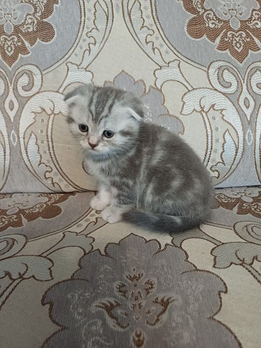 Котята мраморные шотландцы