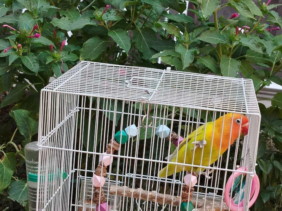 Попугай Неразлучник