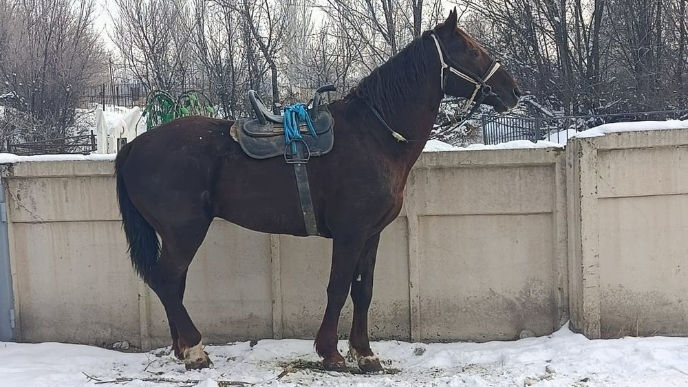 Айғыр сатылады!!!