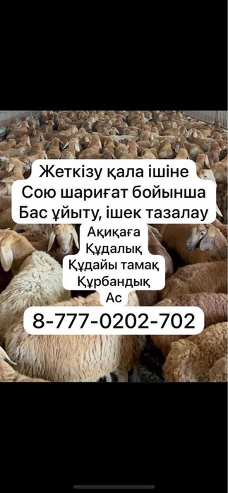 Бараны Қой, Доставка резка 24/7