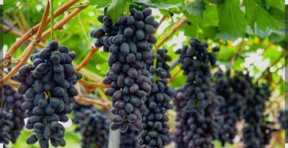 Yaxshi holatda saqlangan uzum sotiladi