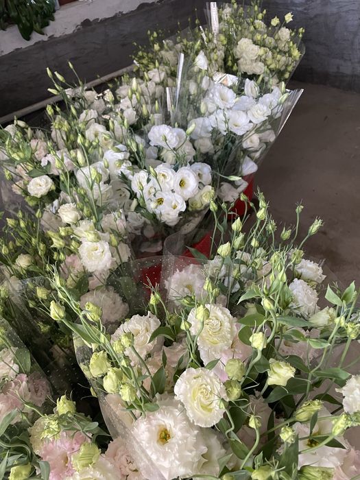 Eustoma Lisianthus