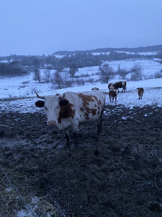 Vaci cu vitei baltate