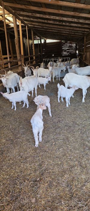 Capre saanen cu pedigree