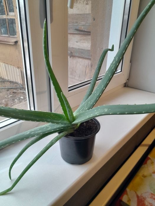 Продам цветок алое есть 2 шт