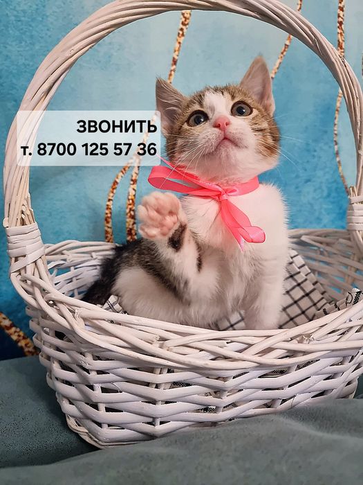 Котята мальчик и девочка