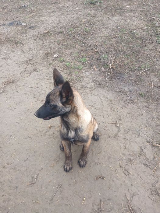 бельгийский овчарка