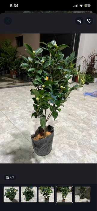 Цветы камелия « Японская роза» есть белого и красного цвета